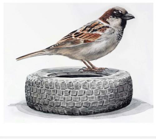 House sparrowon tire, 2020