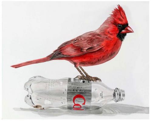 Cardinal on coke bottle, 2020