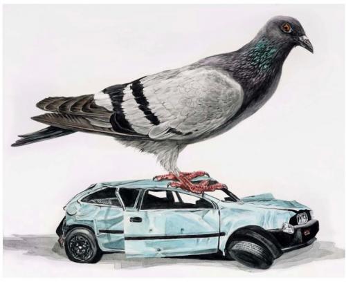 Rock pigeon on wreck, 2020