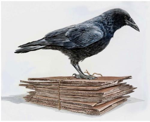 Raven on cardboard, 2020